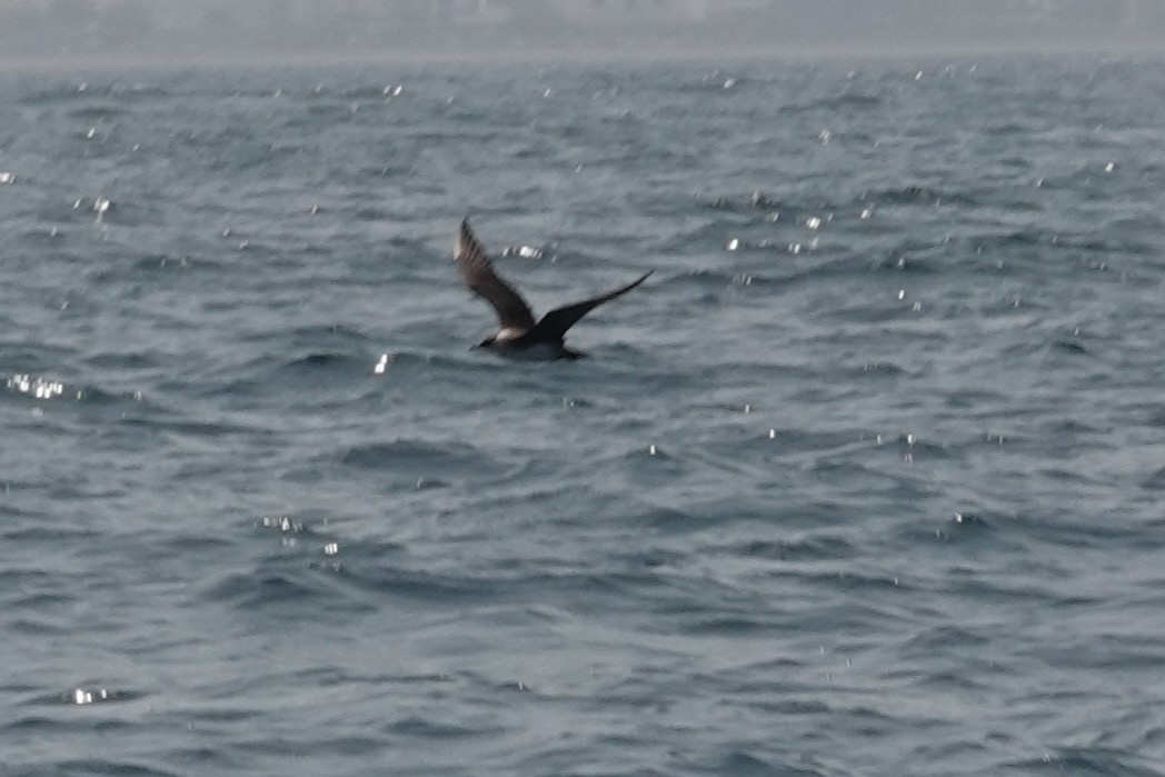 Persian Shearwater - ML648435035