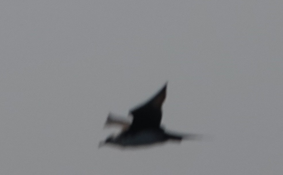 Persian Shearwater - ML648435036