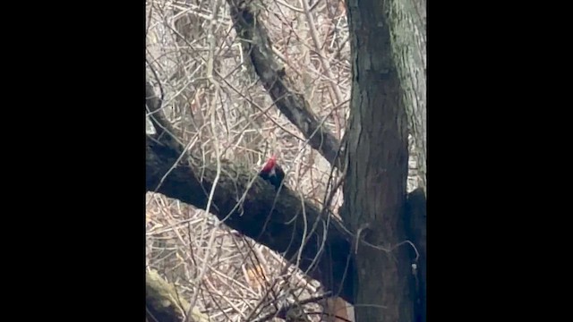 Хохлатая желна - ML648435215