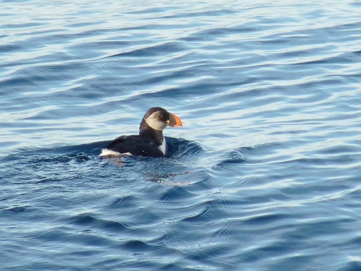 Denizpapağanı - ML648435434