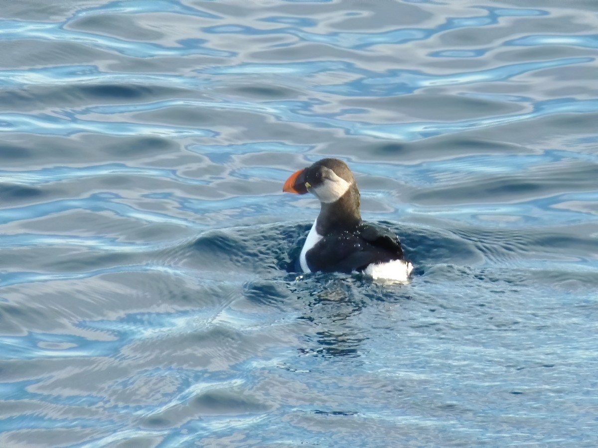 Denizpapağanı - ML648435435