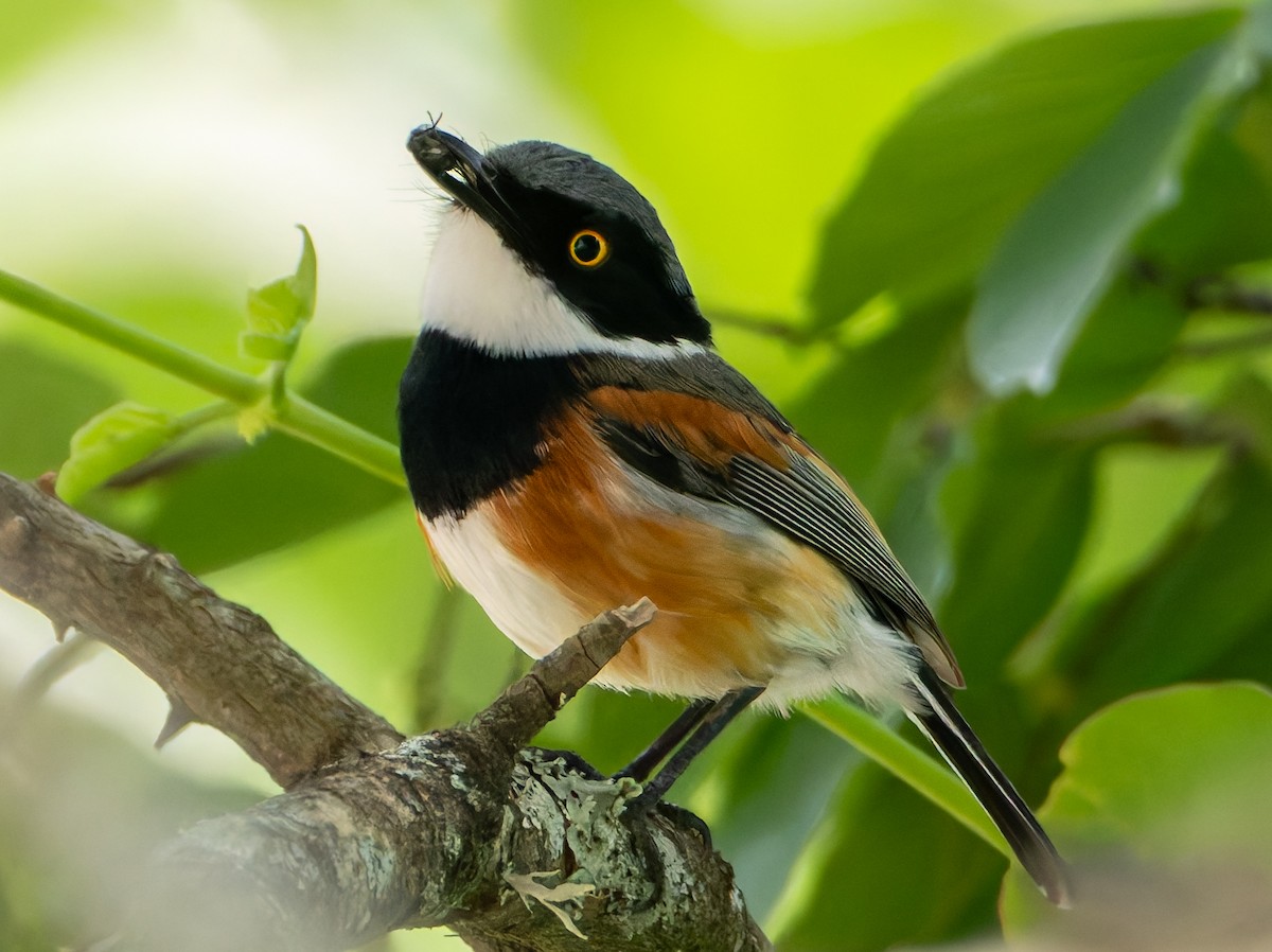 Cape Batis - ML648435737