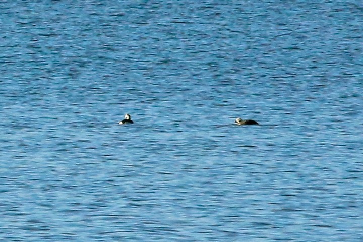 Long-tailed Duck - ML64843591