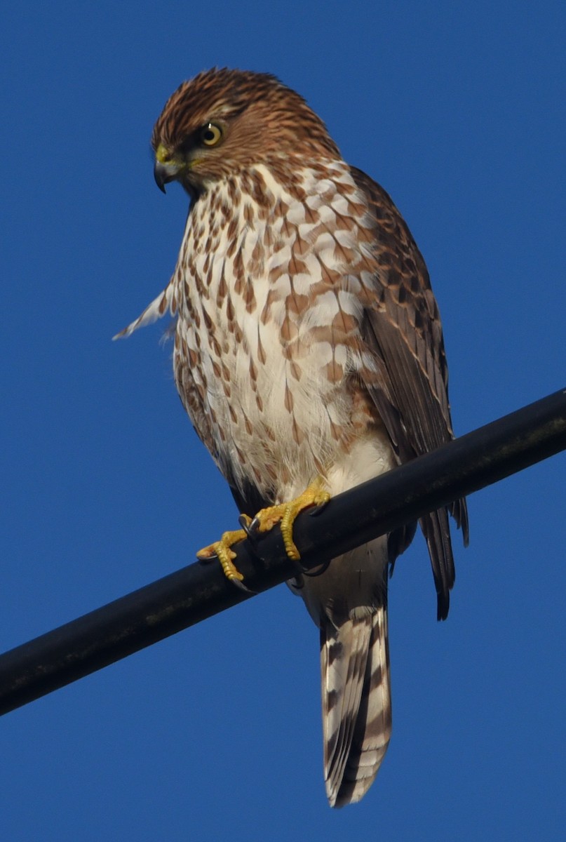 Cooper's Hawk - ML648435972