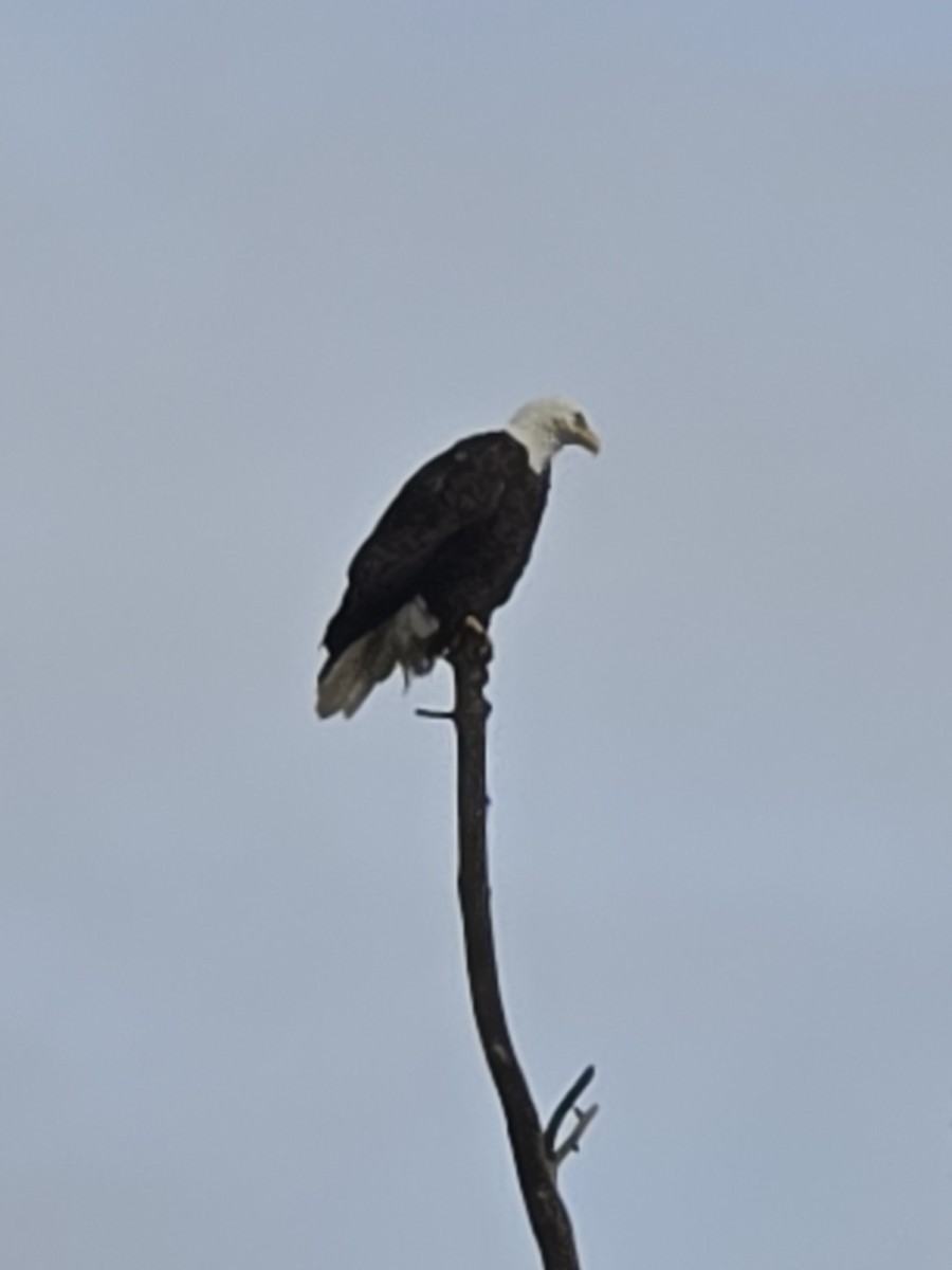 Bald Eagle - ML648436503