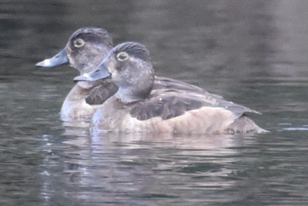 Ring-necked Duck - ML648436526