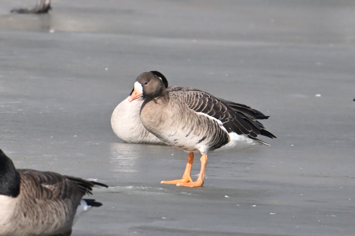 Ánsar Careto - ML648436799