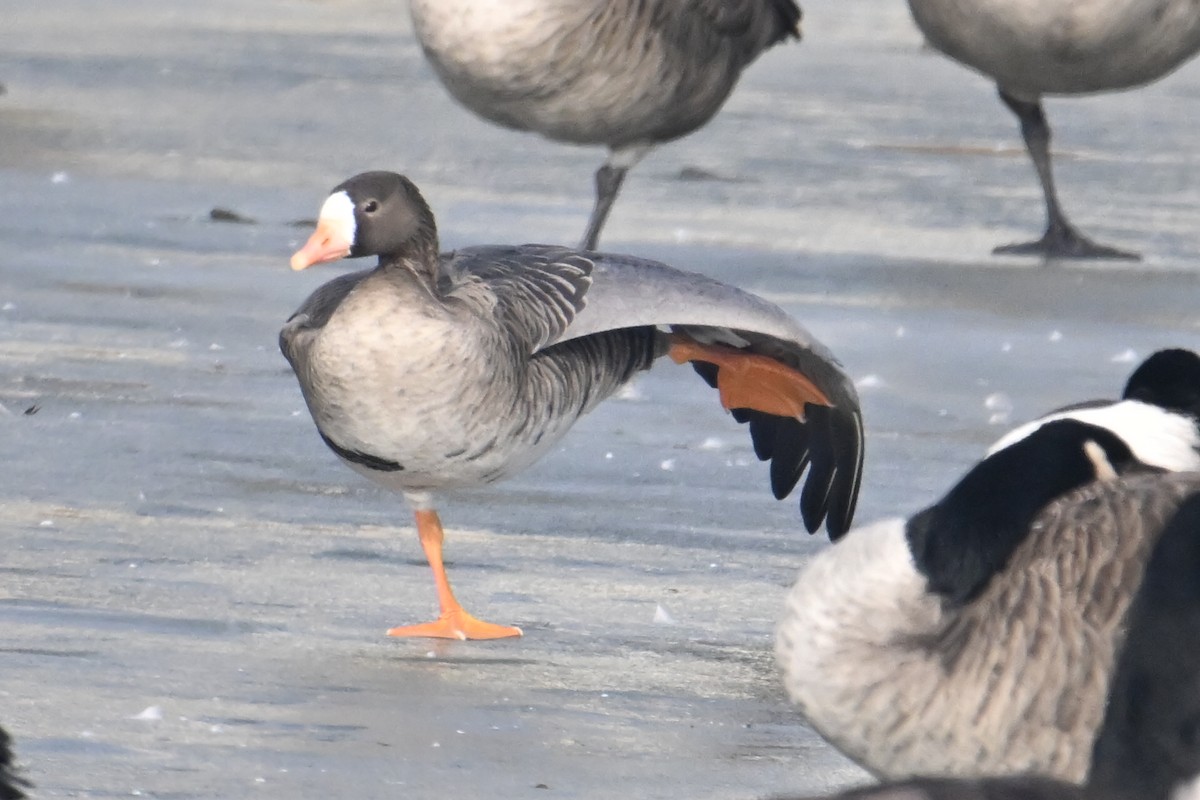 Ánsar Careto - ML648436800