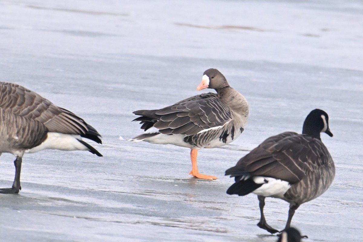 Ánsar Careto - ML648436801