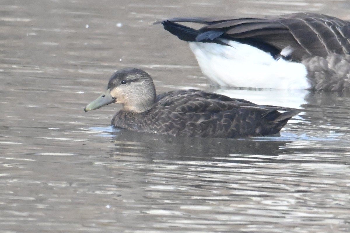 Ánade Sombrío - ML648436809