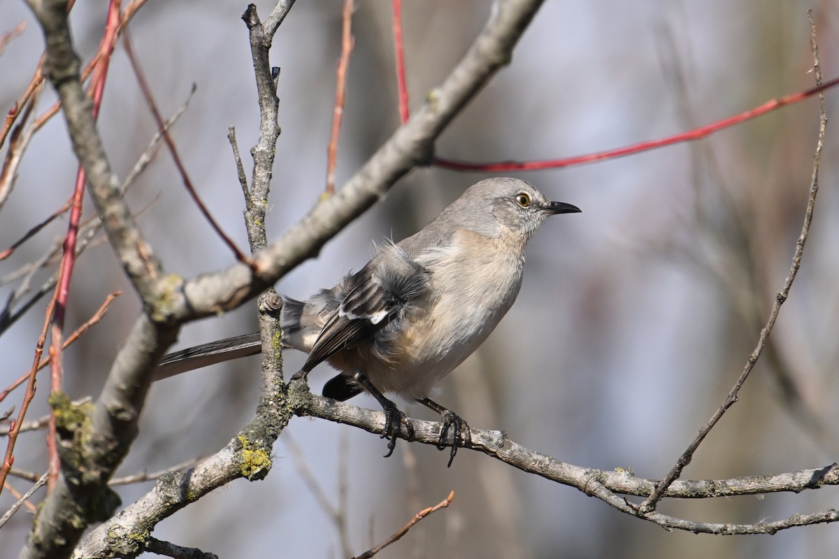 Sinsonte Norteño - ML648436838