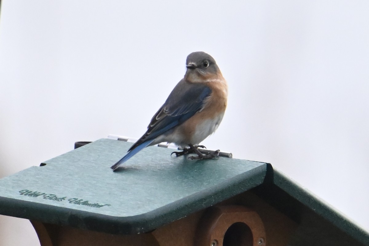 Azulejo Oriental - ML648436851