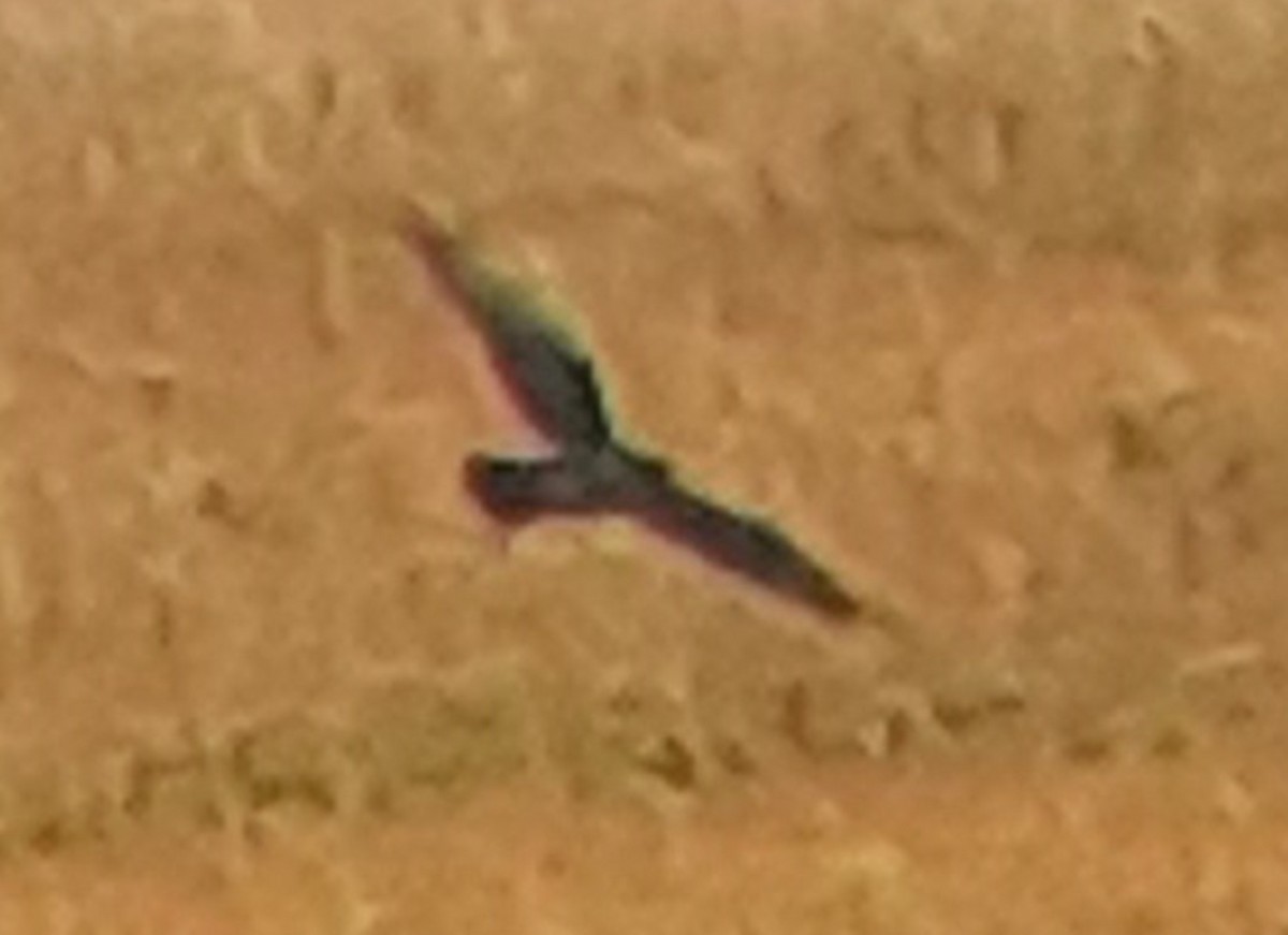 dravci/sokoli sp. - ML648436874