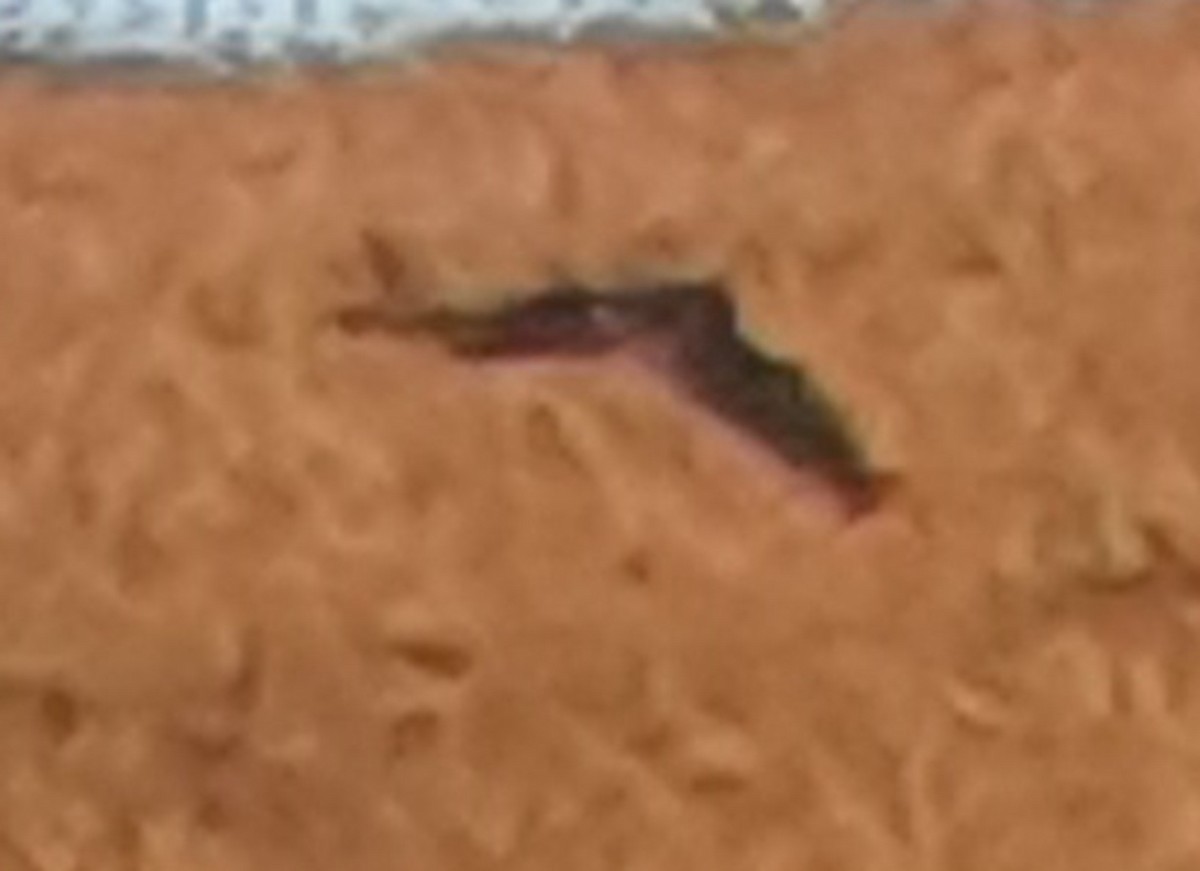 dravci/sokoli sp. - ML648436875