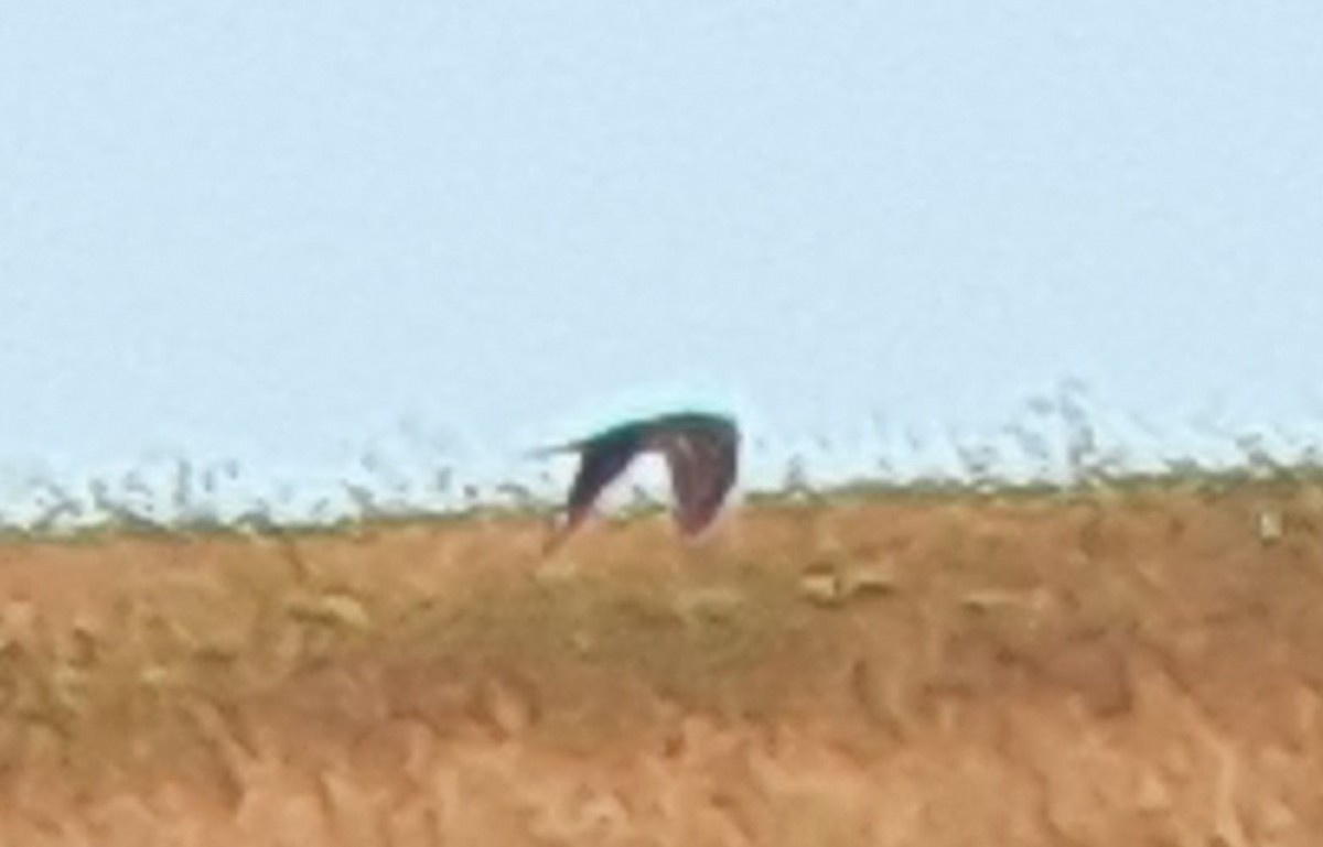 dravci/sokoli sp. - ML648436876