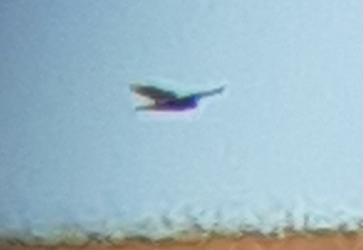 dravci/sokoli sp. - ML648436878