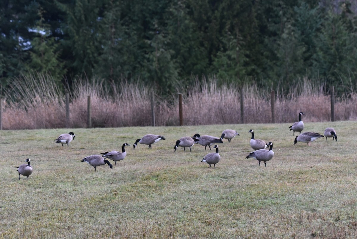 Canada Goose - ML648436892