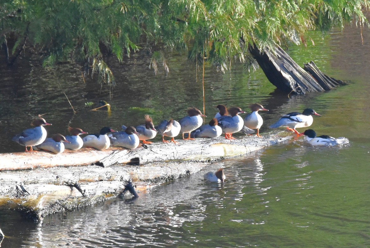 Common Merganser - ML648436941
