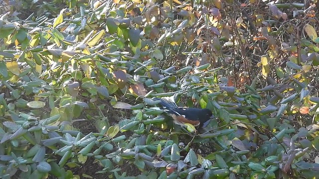 Eastern Towhee - ML648437222