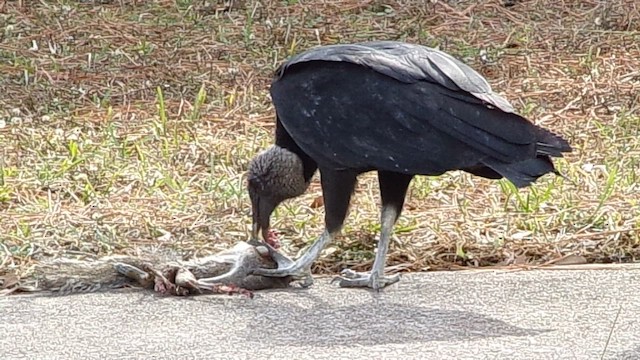 kondor havranovitý - ML648437383