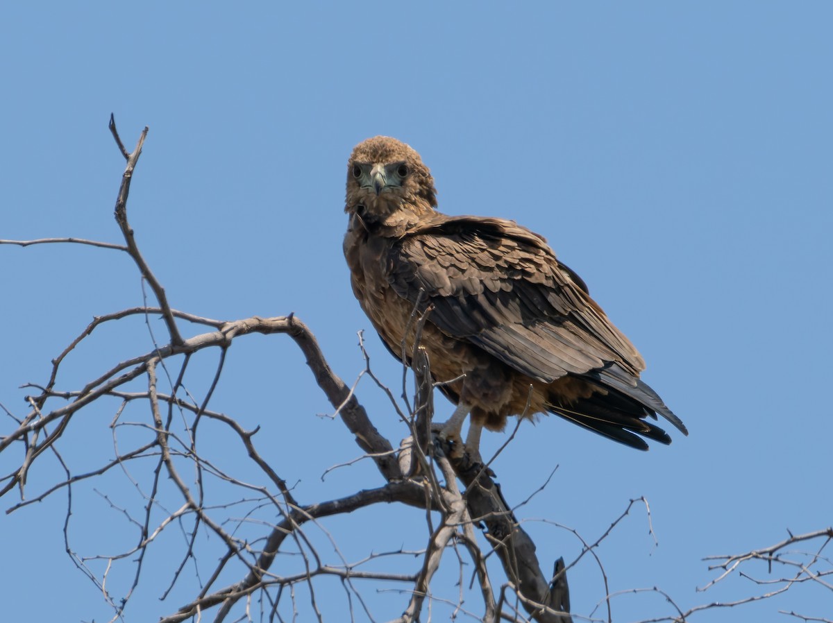 Bateleur des savanes - ML648437415