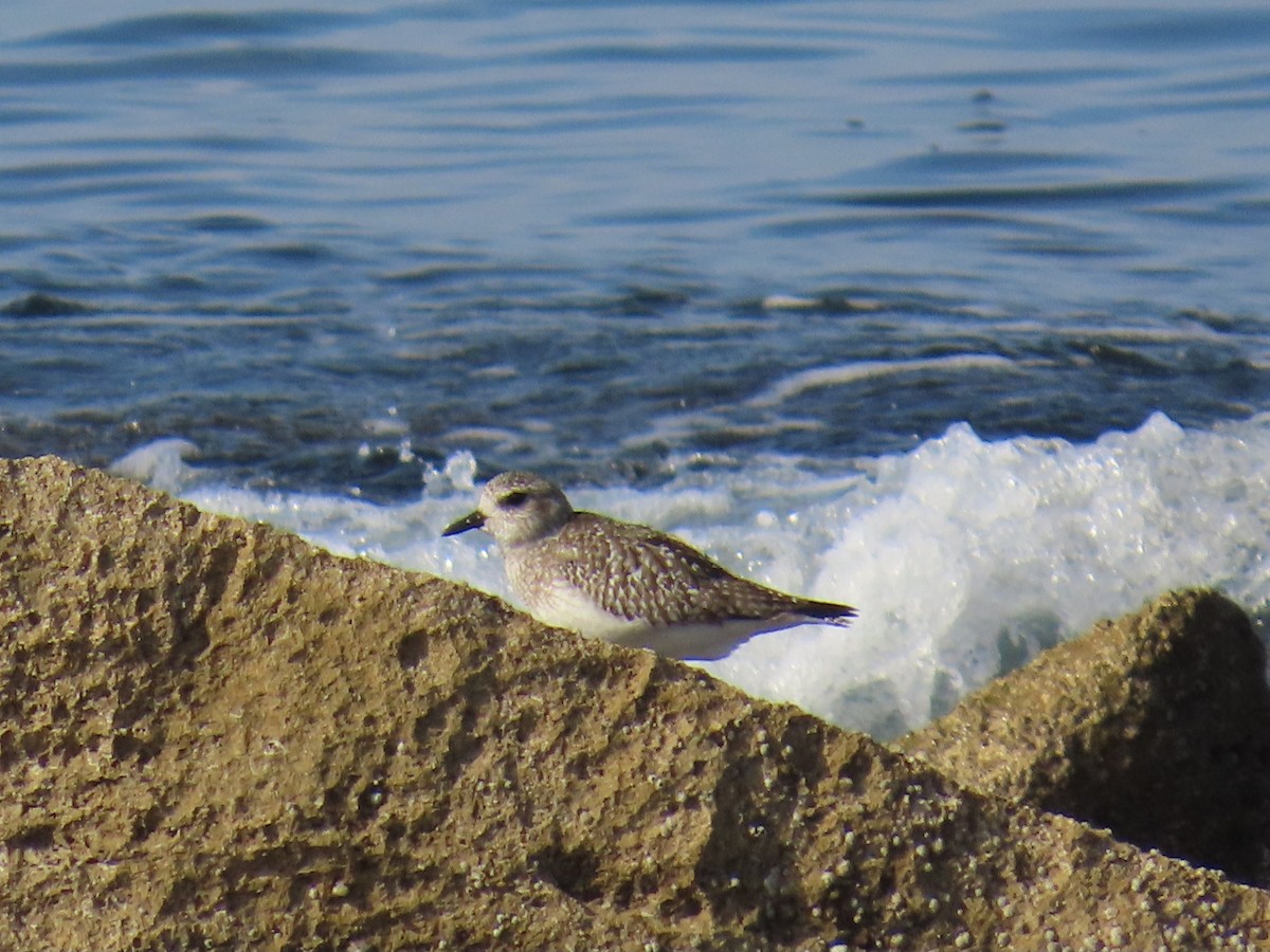 Black-bellied Plover - ML648437914