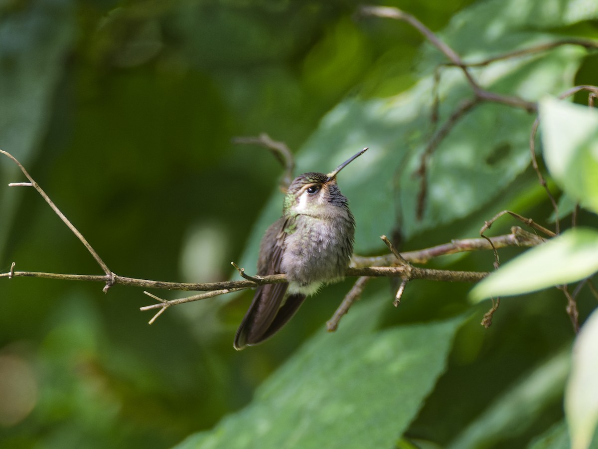 Rotkehlnymphe - ML648438029