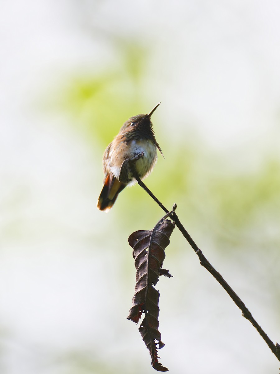 Elliotelfe - ML648438078