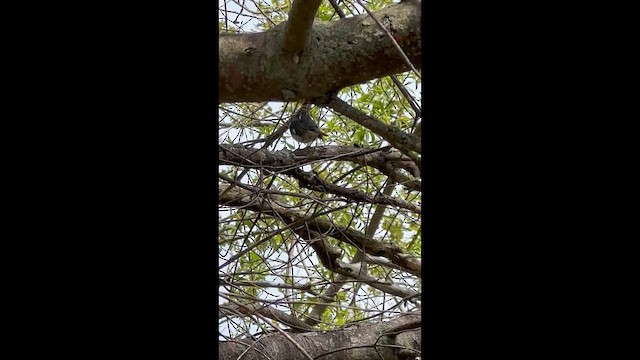 Blaurücken-Waldsänger - ML648438222