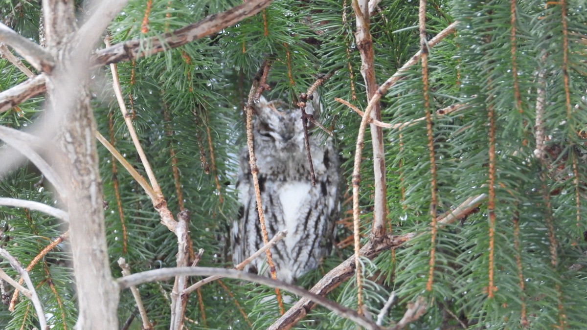 Eastern Screech-Owl - ML648438372
