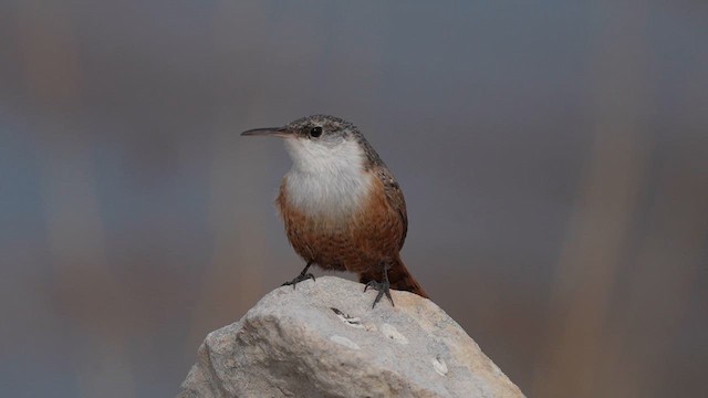 Canyon Wren - ML648438530