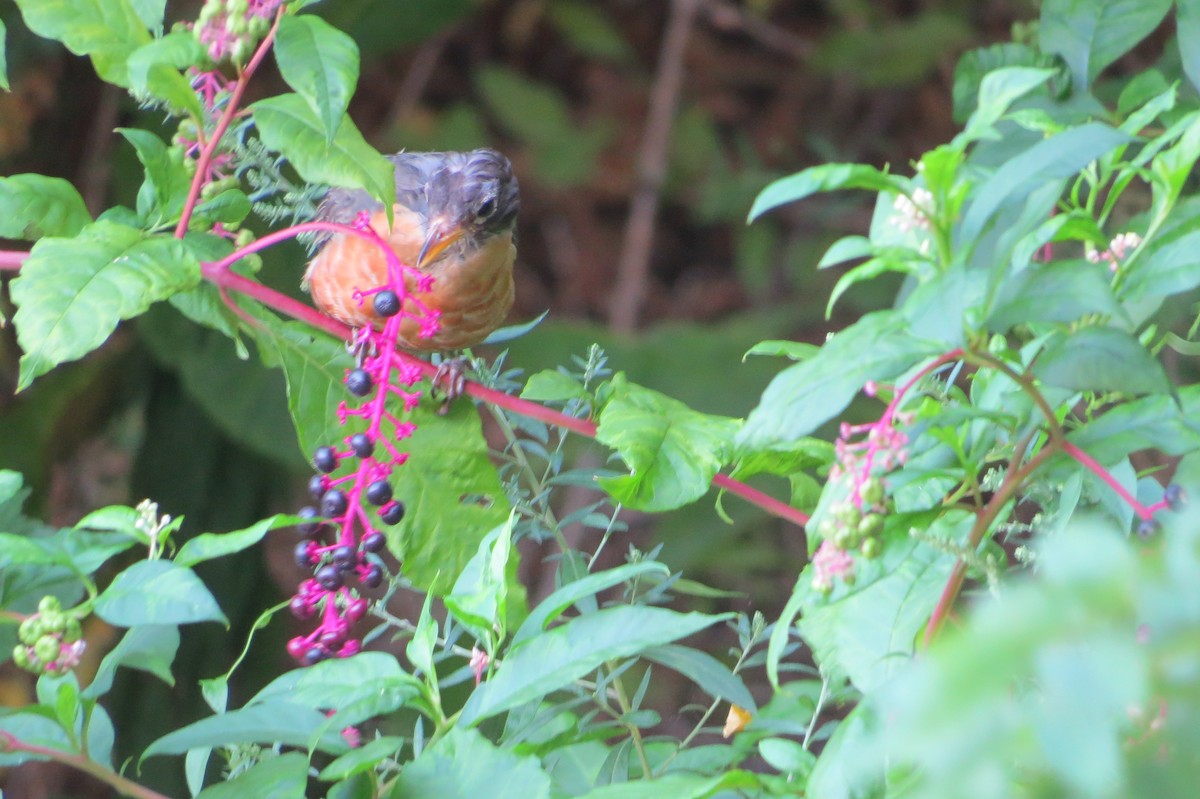 American Robin - ML64843971