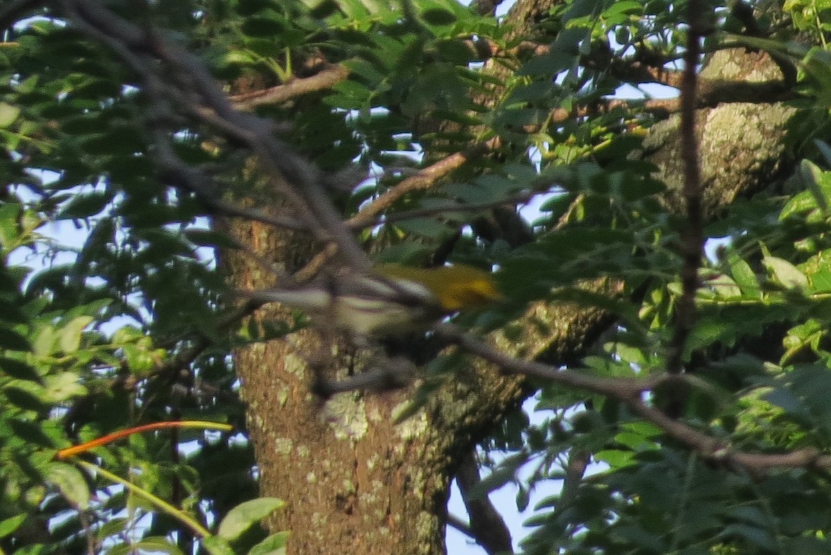 Grünmantel-Waldsänger - ML64843991