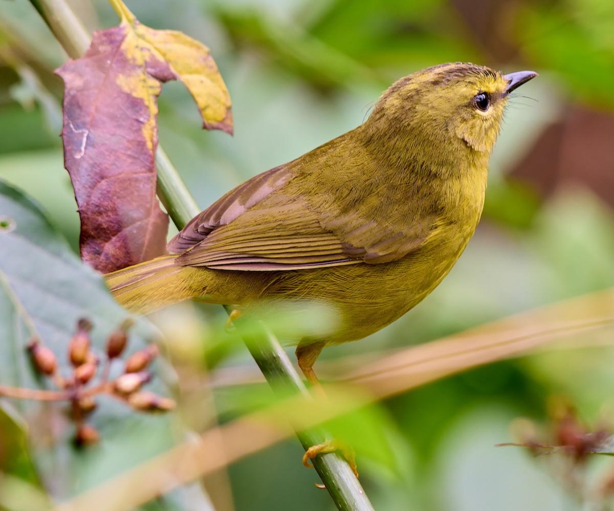 Two-banded Warbler - ML648440745