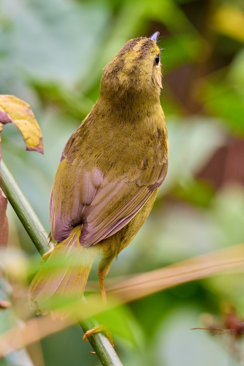 Two-banded Warbler - ML648440746