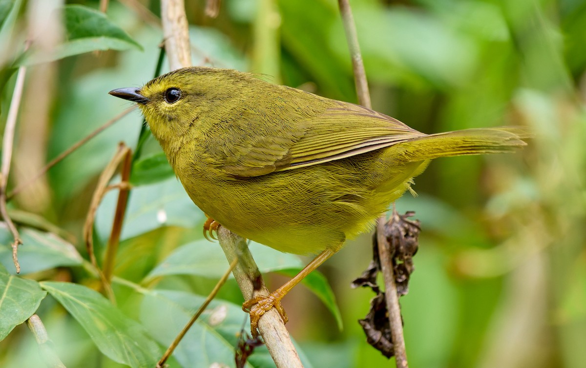 Two-banded Warbler - ML648440747