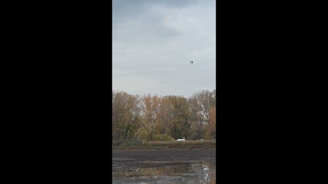 Tüpfelgelbschenkel - ML648440951