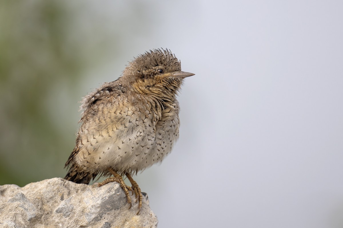 Eurasian Wryneck - ML648440961