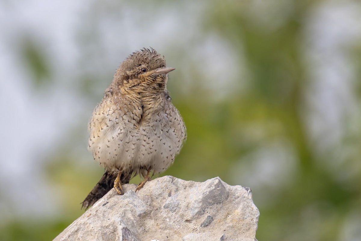 Eurasian Wryneck - ML648440963