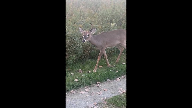 Weißwedelhirsch - ML648441287