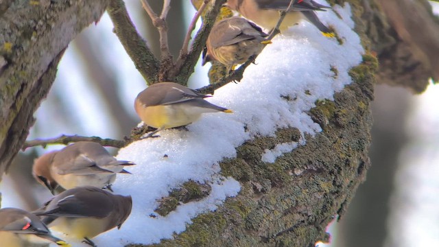 Sedir İpekkuyruğu - ML648441306