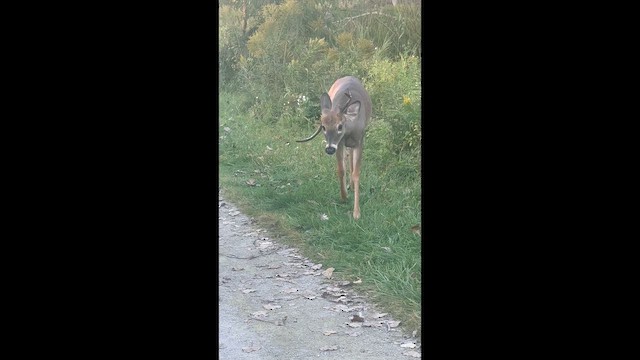 Weißwedelhirsch - ML648441316