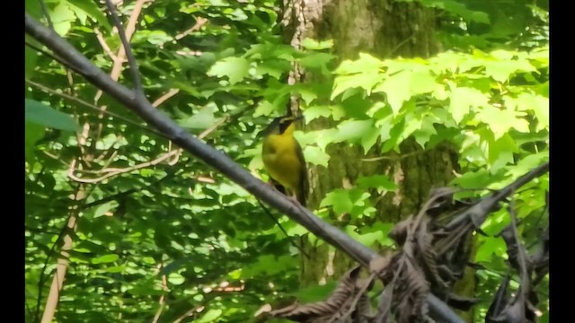 Kentucky Warbler - ML648441374