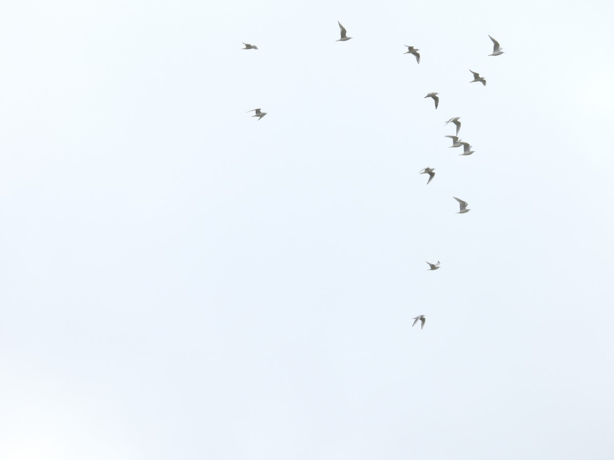 Bonaparte antxeta - ML648441406