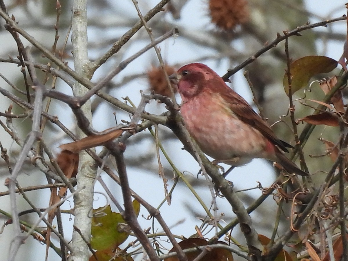 Purple Finch - ML648441414