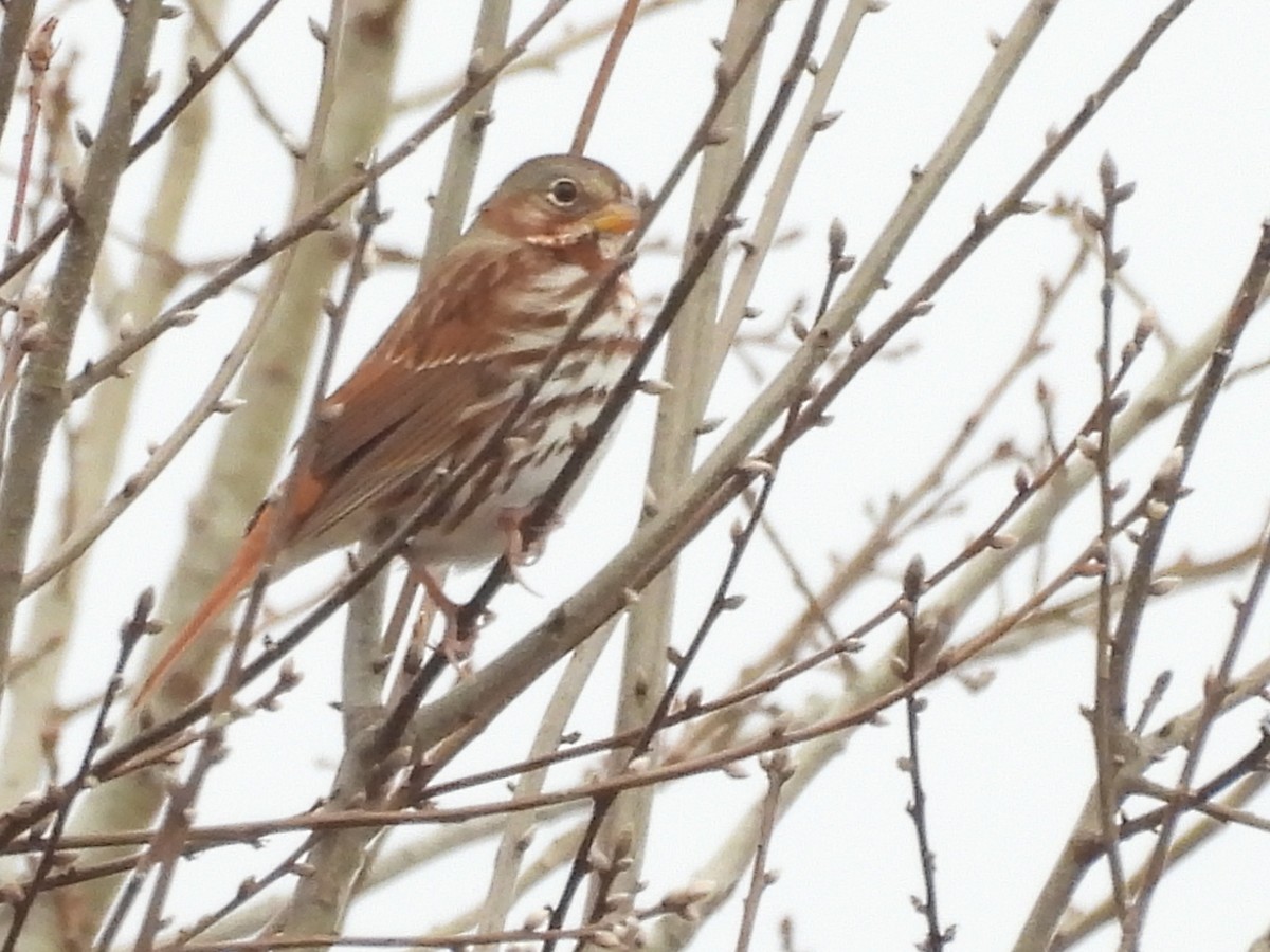 Fox Sparrow - ML648441420