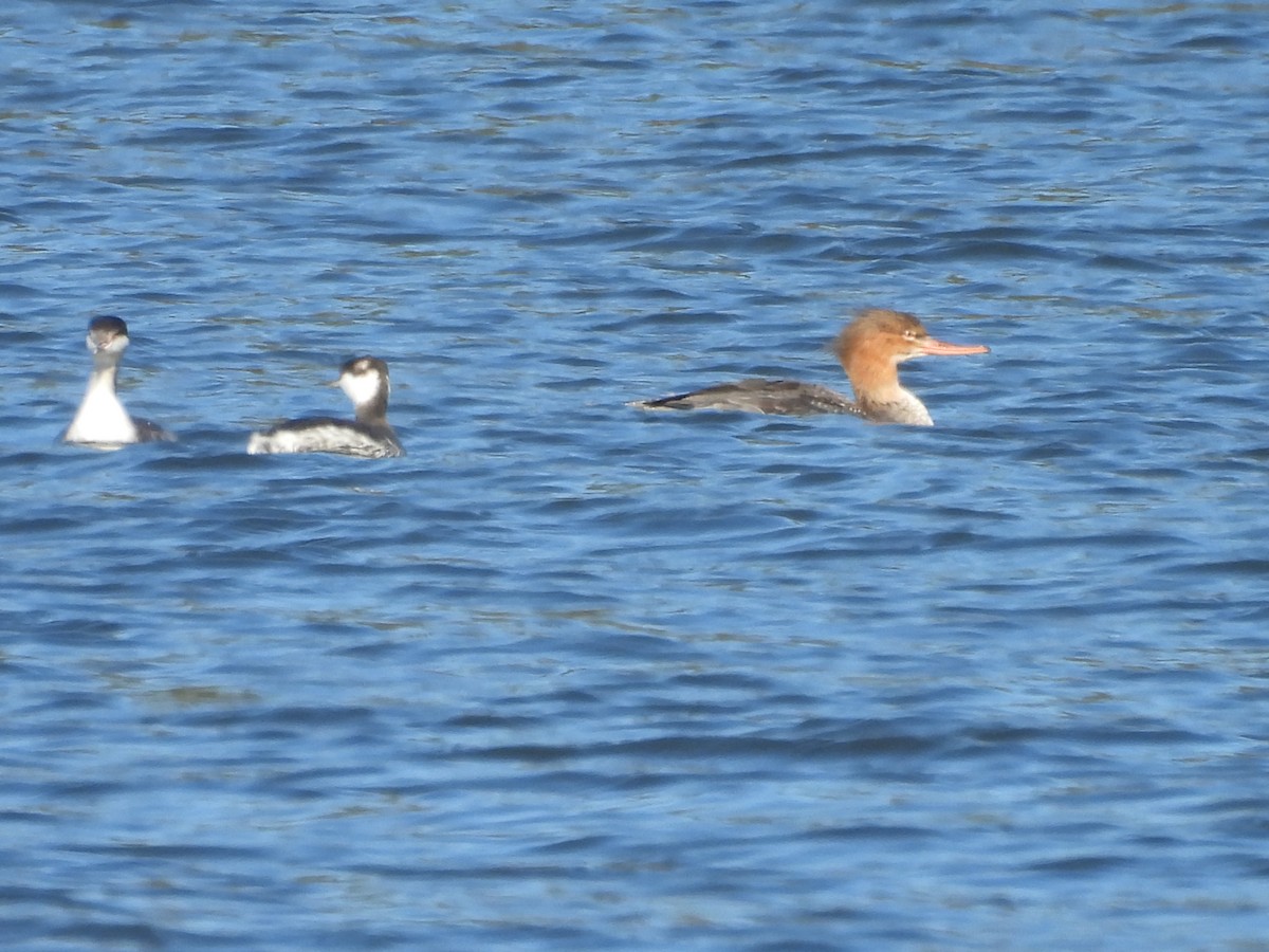 Serreta Mediana - ML648441499