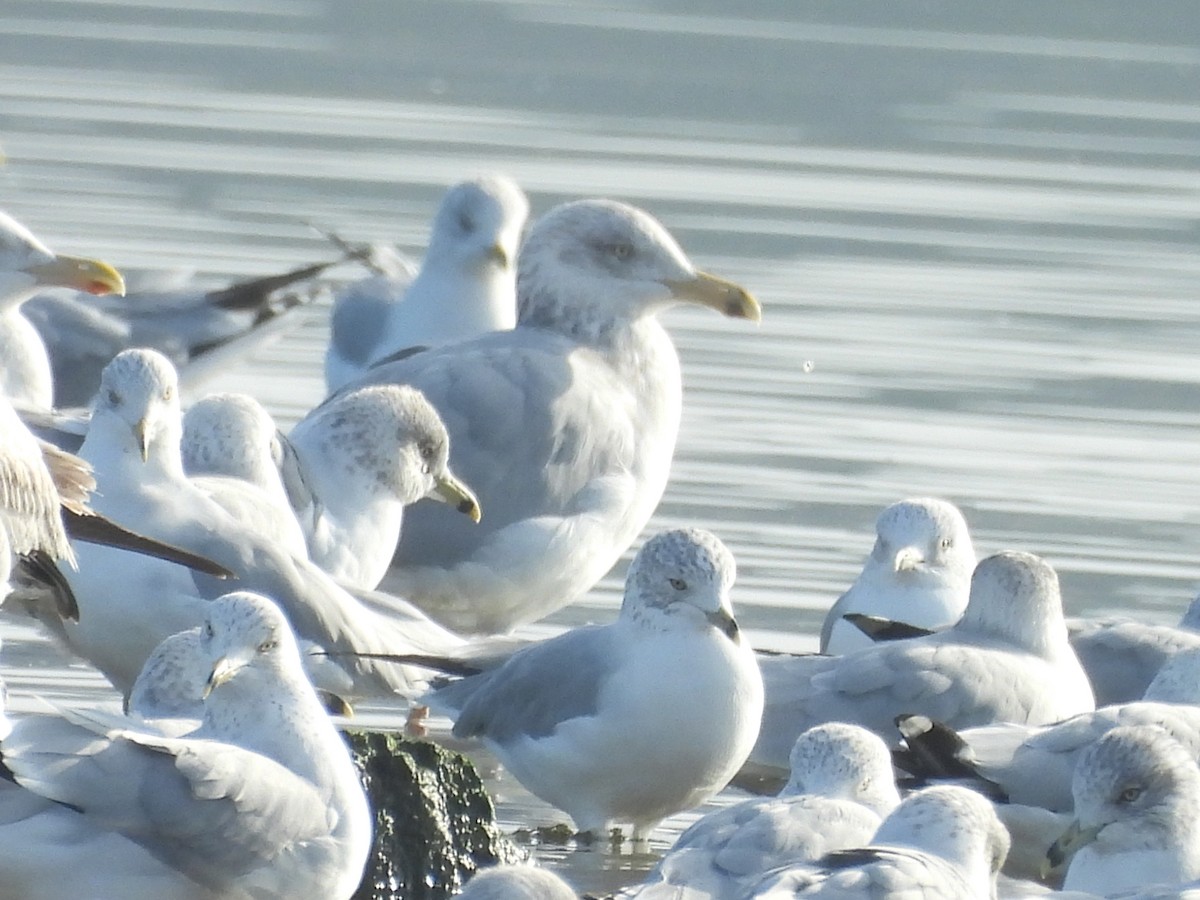 Gaviota Argéntea Americana - ML648441506
