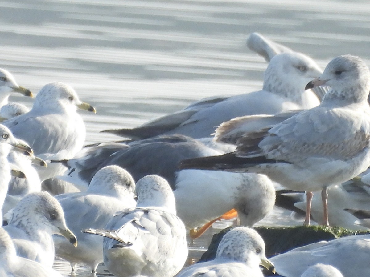 Gaviota Sombría - ML648441525
