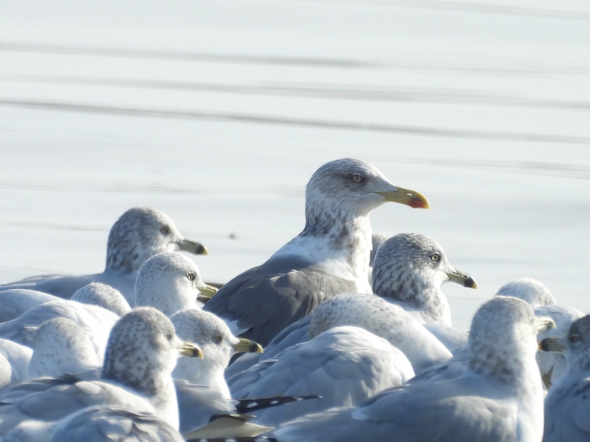 Gaviota Sombría - ML648441529